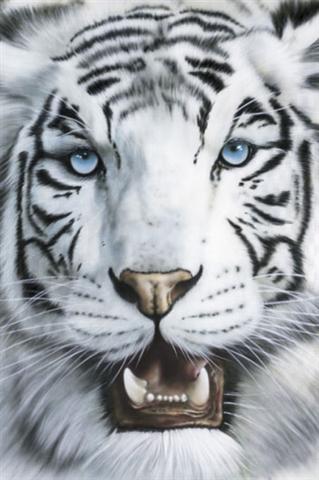 Marcos para cuadros laminas enmarcados, Tigre blanco